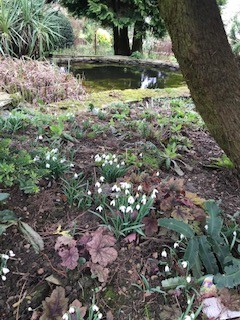 Snowdrops in the gardens of Offcote  Grange, open